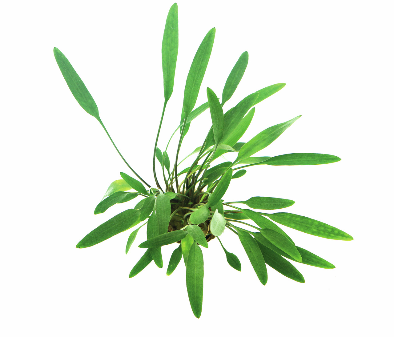 Echinodorus bleheri, Wasserpflanze für Süßwasseraquarien, kräftig grün, lange Blätter, ideal als Versteck für Fische.