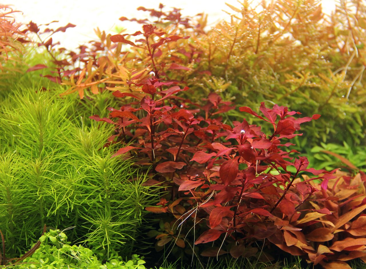 Aquarienpflanzen Rotala rotundifolia & Limnophila sessiliflora, lebendige Farben, harmonischer Kontrast, natürliche Ästhetik.