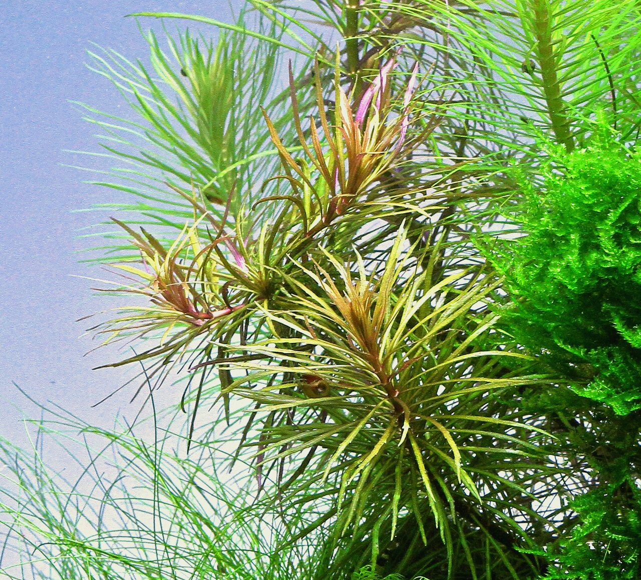 ALOHA künstl. Aquarienpflanze, für Aquarienbesitzer, grün-rot, detailreich, pflegeleichte Deko, naturnah.