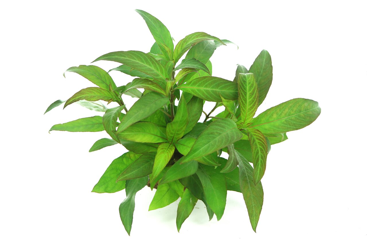 Ein frisches Bündel der Wasserpflanze Hygrophila corymbosa, auch bekannt als Indischer Wasserfreund, mit leuchtend grünen, länglichen Blättern. Die Pflanze ist ideal für Aquarien und fördert eine gesunde Wasserqualität. Sie eignet sich besonders für Süßwa