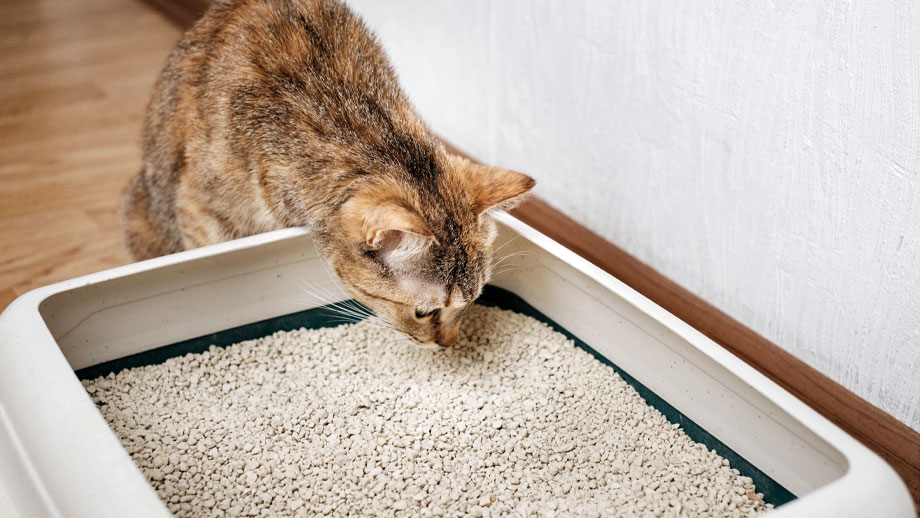 Braune Katze schnüffelt an Streu in Katzentoilette