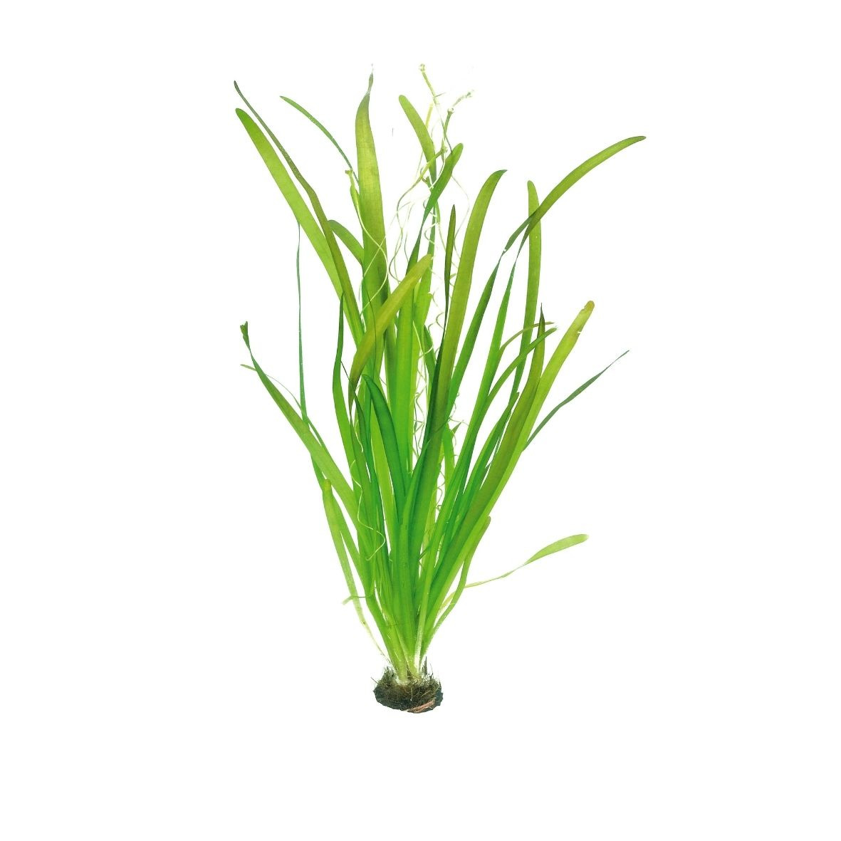 ALOHA Vallisneria australis GIGANTEA