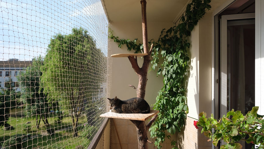 Katze liegt auf Kratzbaum auf Balkon