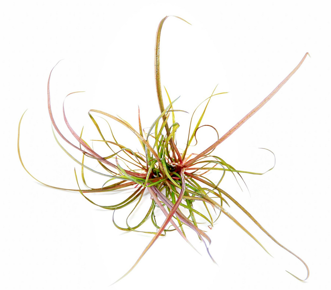 Tillandsia ionantha, pflegeleichte Luftpflanze ohne Erde, grün-rote Blätter, ideal für Terrarien-Deko in Innenräumen.
