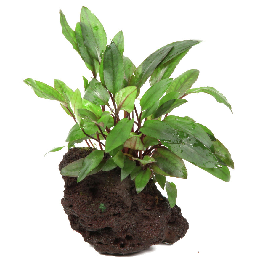Das Bild zeigt eine Aquarienpflanze der Marke Tropica, die auf einem natürlichen Lavastein befestigt ist. Die Pflanze hat leuchtend grüne, längliche Blätter mit rötlichen Stielen und eignet sich ideal für Süßwasseraquarien. Sie bietet Fischen und Garnelen