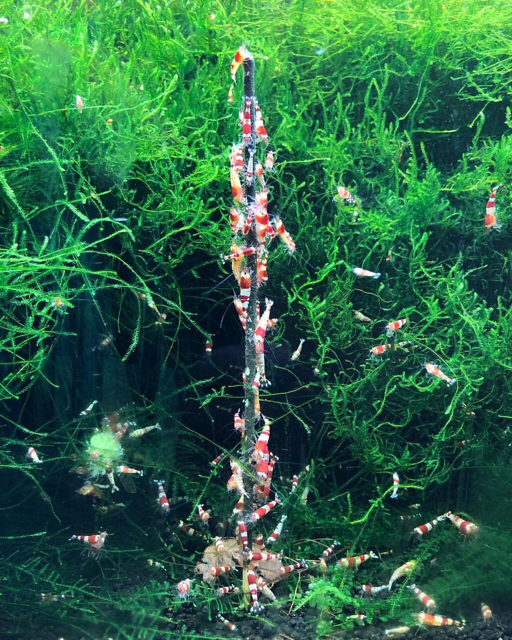 CeramicNature Futterstab für Garnelen, ideal für Zwerggarnelen, fördert natürliche Umgebung.