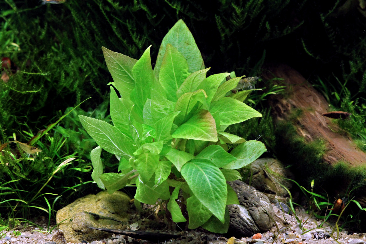 ALOHA Wasserpflanze, ideal für Aquarienliebhaber, schafft natürliche Unterwasserlandschaft