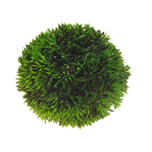 HOBBY künstl. Dekopflanze, Kugelform, für Aquarien-Terrarien, grün, naturnahes Design, Versteckmglkt. für Tiere, pflegeleicht.