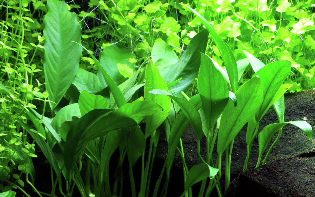Tropica Wasserpflanze, ideal für Süßwasseraquarien, dicht wachsend, leuchtend grün, für Aquarienliebhaber.