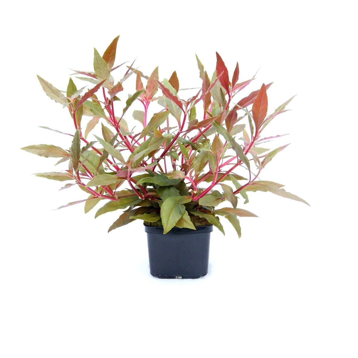 ALOHA Alternanthera reineckii ROT XXL
