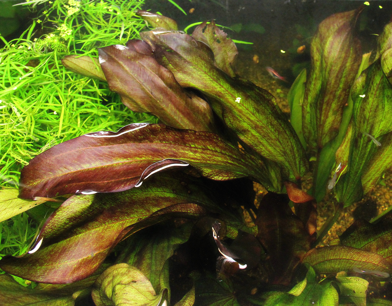 ALOHA Echinodorus GREEN CHAMÄLEON
