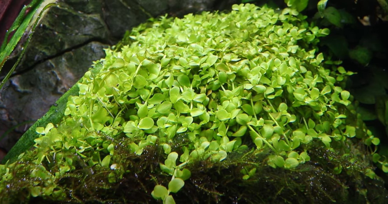 Das Bild zeigt die Aquarienpflanze Tropica Hemianthus callitrichoides 'Cuba', eine beliebte Vordergrundpflanze für Aquarien. Die Pflanze hat kleine, leuchtend grüne Blätter und bildet dichte Teppiche, die ideal für Nano-Aquarien und Aquascaping sind. Sie 