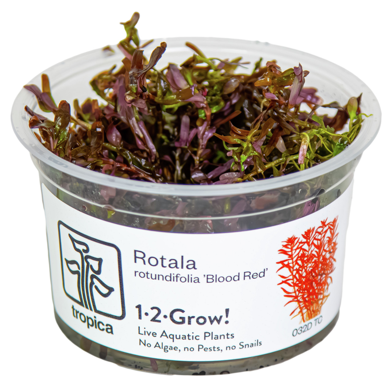 Rotala rotundifolia BLOOD RED 1-2-GROW