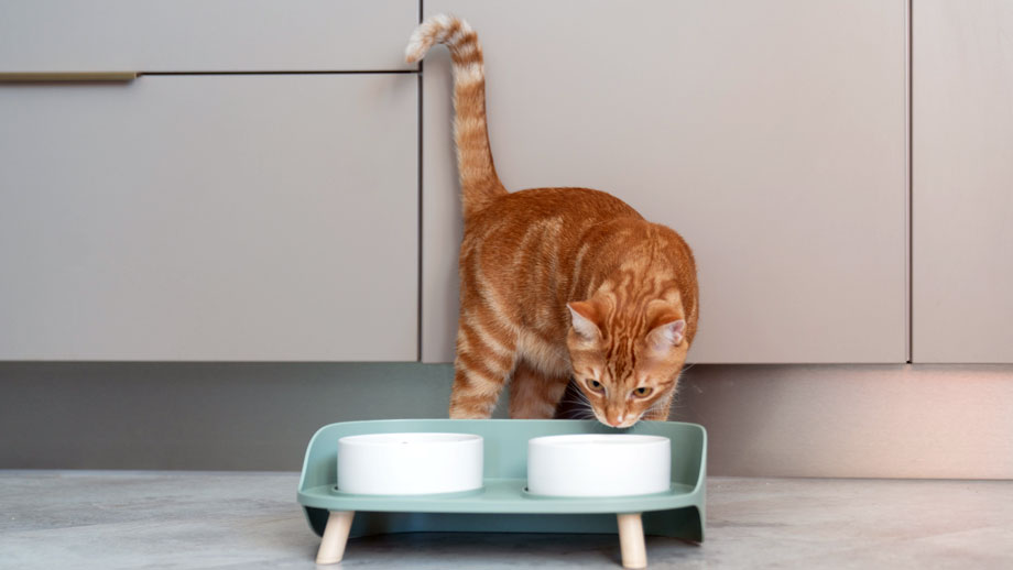 Trockenfutter%2c Nassfutter%2c Barf Was Ist Das Beste Fr Deine Katze Teaser %281%29