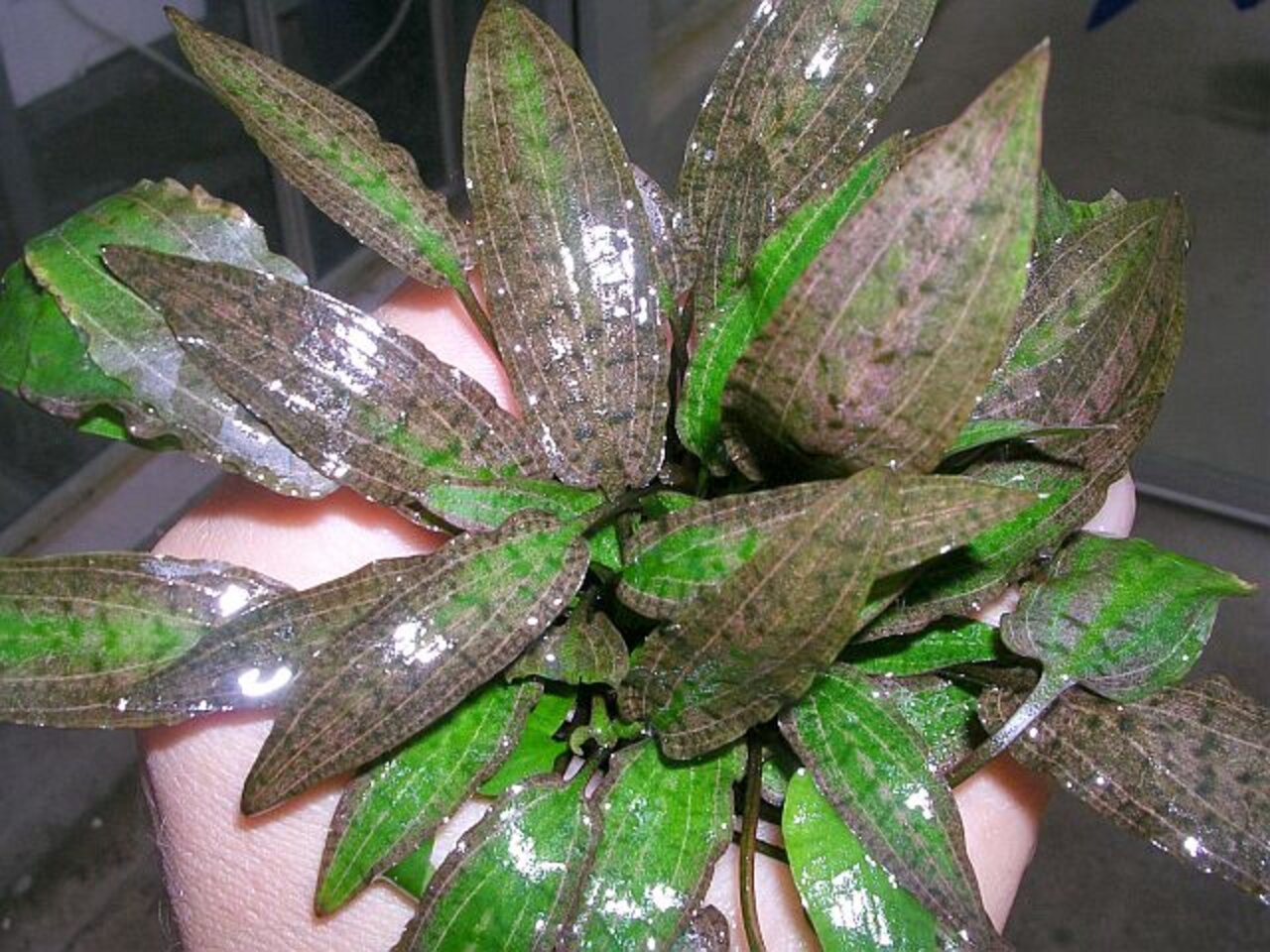 Cryptocoryne wendtii, Wasserpflanze für Aquarien, längl. gewellte Blätter in Grün-Braun, feucht glänzend.