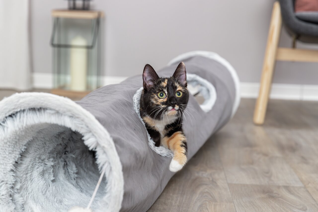 Katzenjunges spielt in TRIXIE Katzentunnel aus grauem Plüsch mit weißen Rändern, ideal für neugierige Katzen, 125 cm lang.