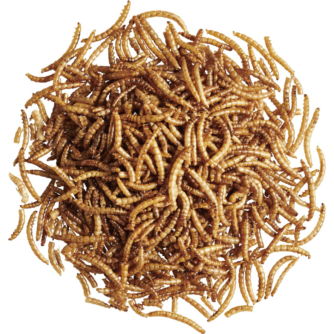 Lottis Piepmätze Mehlwürmer, Ergänzungsfutter f. Wildvögel, proteinreich, artgerecht, gesundheitsfördernd, Menge nicht sichtbar.