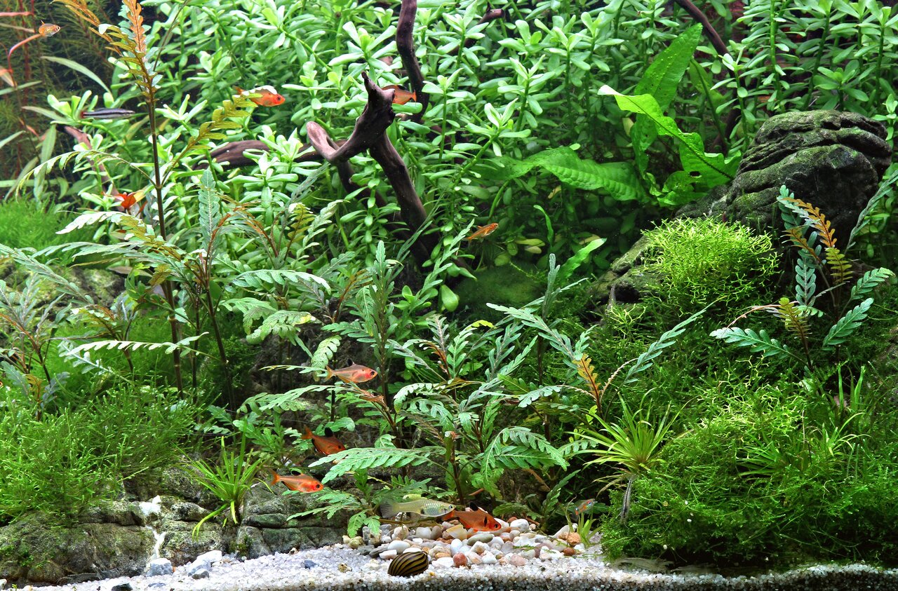 Üppig bepflanztes Aquarium mit tropischen Fischen, Kieselsteinen, Moos, grünen Pflanzen & dekorativem Stein für nat. Ambiente.