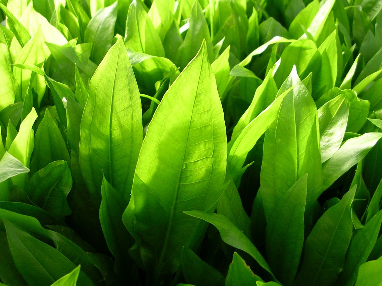 Nahaufnahme von glänzenden, länglichen Pflanzenblättern, die dicht wachsen. Eindruck von Frische, Natur & Vitalität.