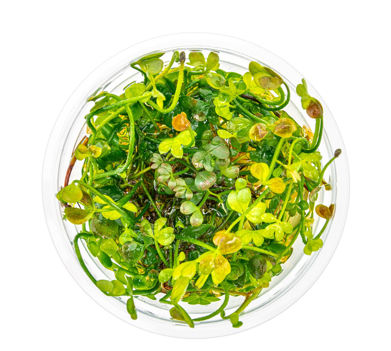 Frische Wasserpflanzen im Plastikbehälter, ideal für Aquarien, für Aquaristik-Fans. Natürl. Design, versch. Grüntöne, dichte Packung.