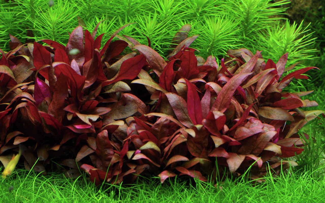 Tropica Wasserpflanze, tiefrote Blätter, ideal für Aquarienliebhaber, farbenfrohe Unterwasserlandschaft.