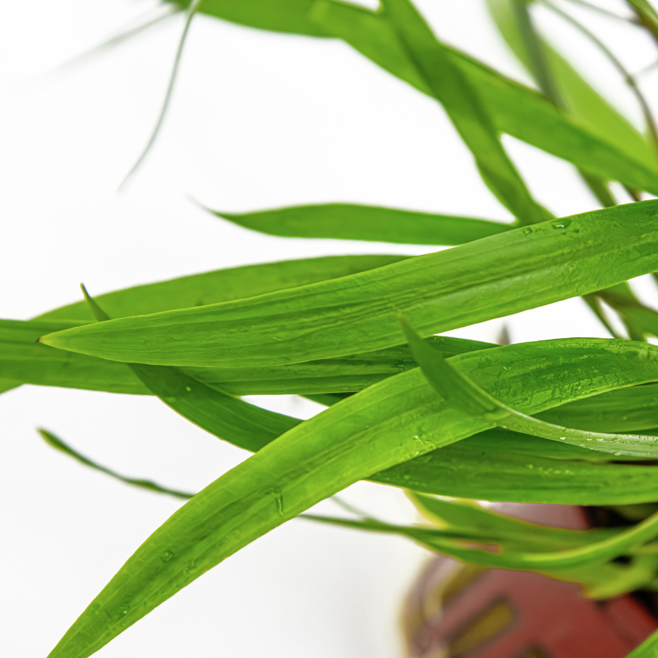 Tropica Echinodorus bleheri, Wasserpflanze für Süßwasseraquarien, leuchtend grüne Blätter, fördert Wasserqualität, im Topf sichtbar.