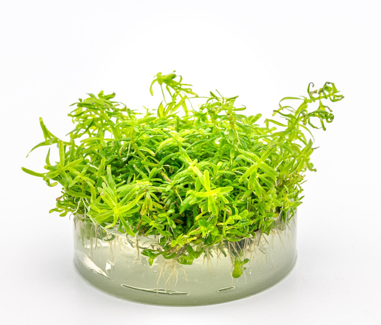 Micranthemum Monte Carlo, Wasserpflanze für Aquarien, leuchtend grün, kompakt, fördert O2-Produktion, Versteck für Fische-Garnelen.