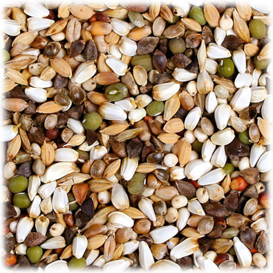 JR FARM Individual Wellensittichfutter, 1 kg, für Wellensittiche, mit Hirse, Hafer & Sonnenblumenkernen, hochwertige Zutaten.