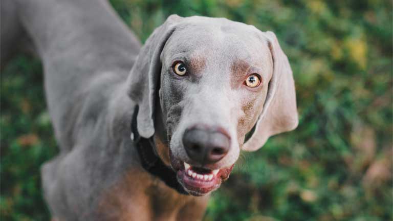 Weimaraner blickt neugierig nach oben auf grünem Gras.