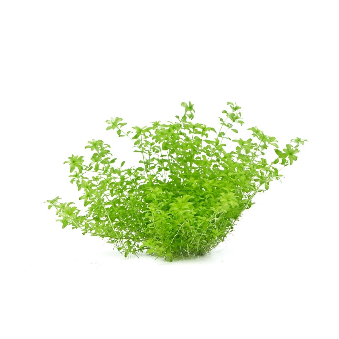 ALOHA Hemianthus glomeratus