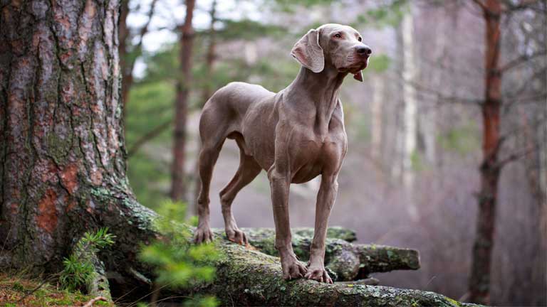 Weimaraner steht wachsam auf einem Baumstamm im Wald.