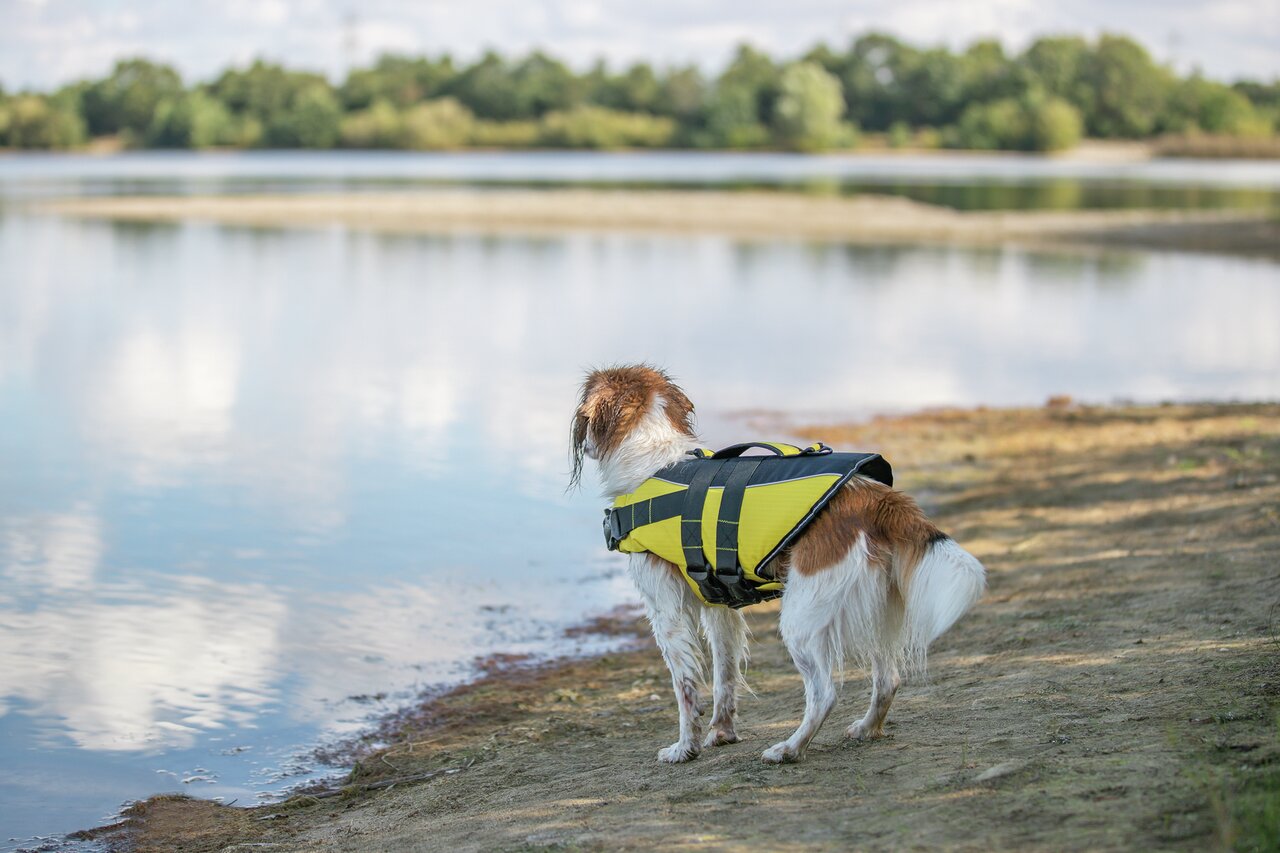 TRIXIE Schwimmweste für Hunde, gelb-schwarz, bietet Sicherheit beim Schwimmen, ideal für Outdoor-Aktivitäten am Wasser.