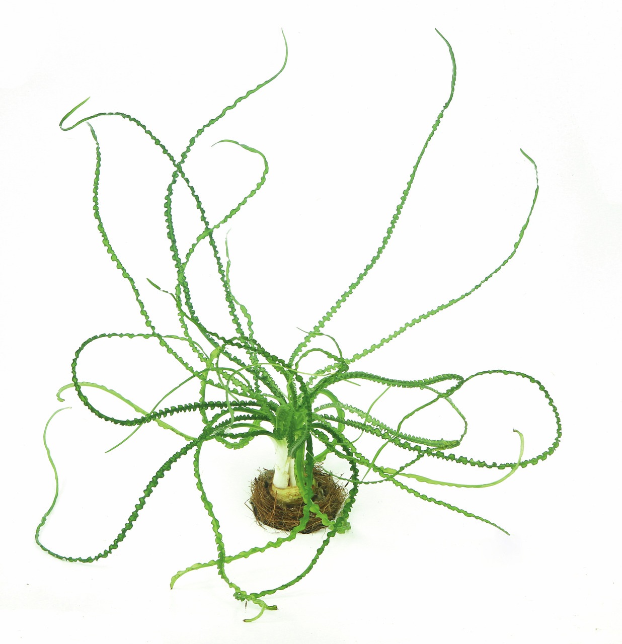Crinum calamistratum, Wasserpflanze für Süßwasseraquarien, kräftig grün, gewellte Blätter, ideal für Fische, aus Zwiebel, Natur-Substrat.