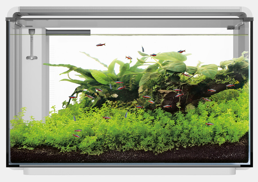 Superfish Aquarium: Für Aquaristik-Fans, mit Pflanzen & Neonfischen. Natürl. Design, ideal für Wohnräume.