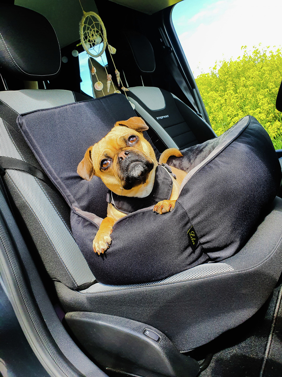 frischfleisch hundefutter KallisBest Reines Hhnchen  Natrliches Hundefutter