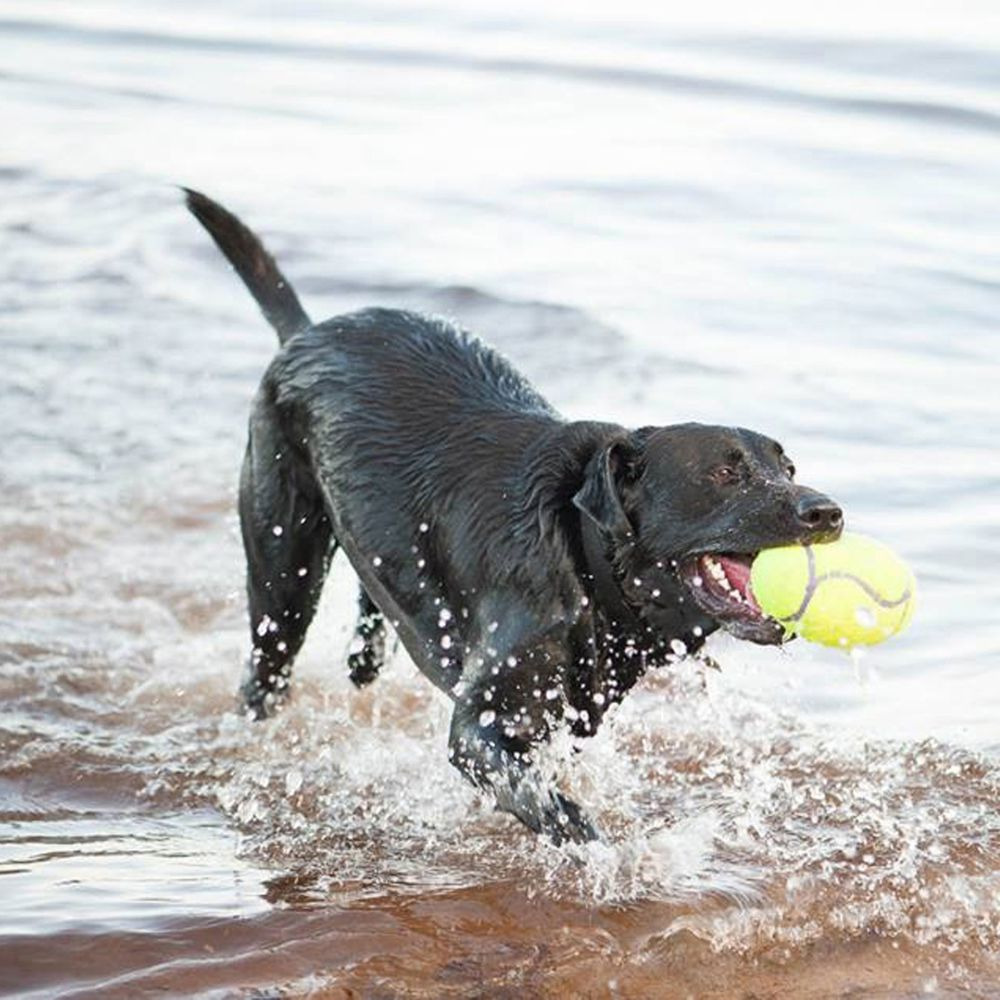 KONG SqueakAir Tennisball für mittelgr.-gr. Hunde, gelb, Zahnschonend, ideal zum Apportieren, für aktive Hunde.