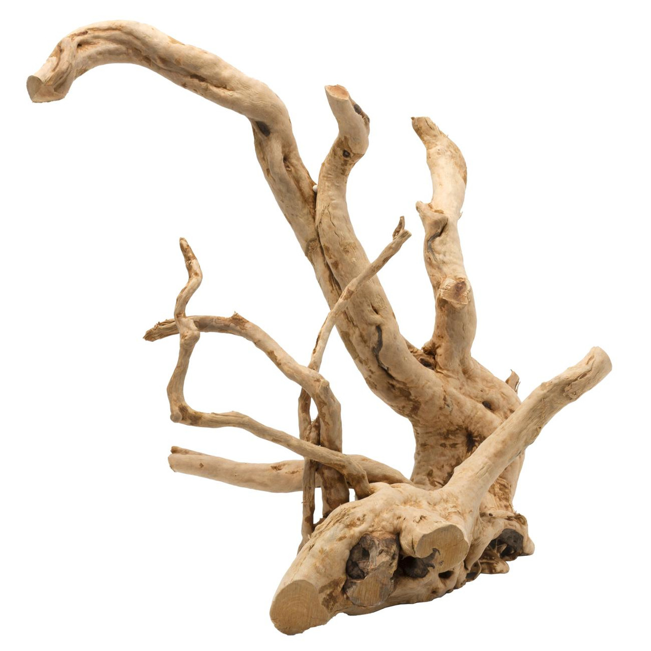 AQUA DELLA Mangrovenwurzel, naturnah, beige, verzweigt, für Süß-/Meerwasseraquarien, ideal für Aquarienbesitzer.
