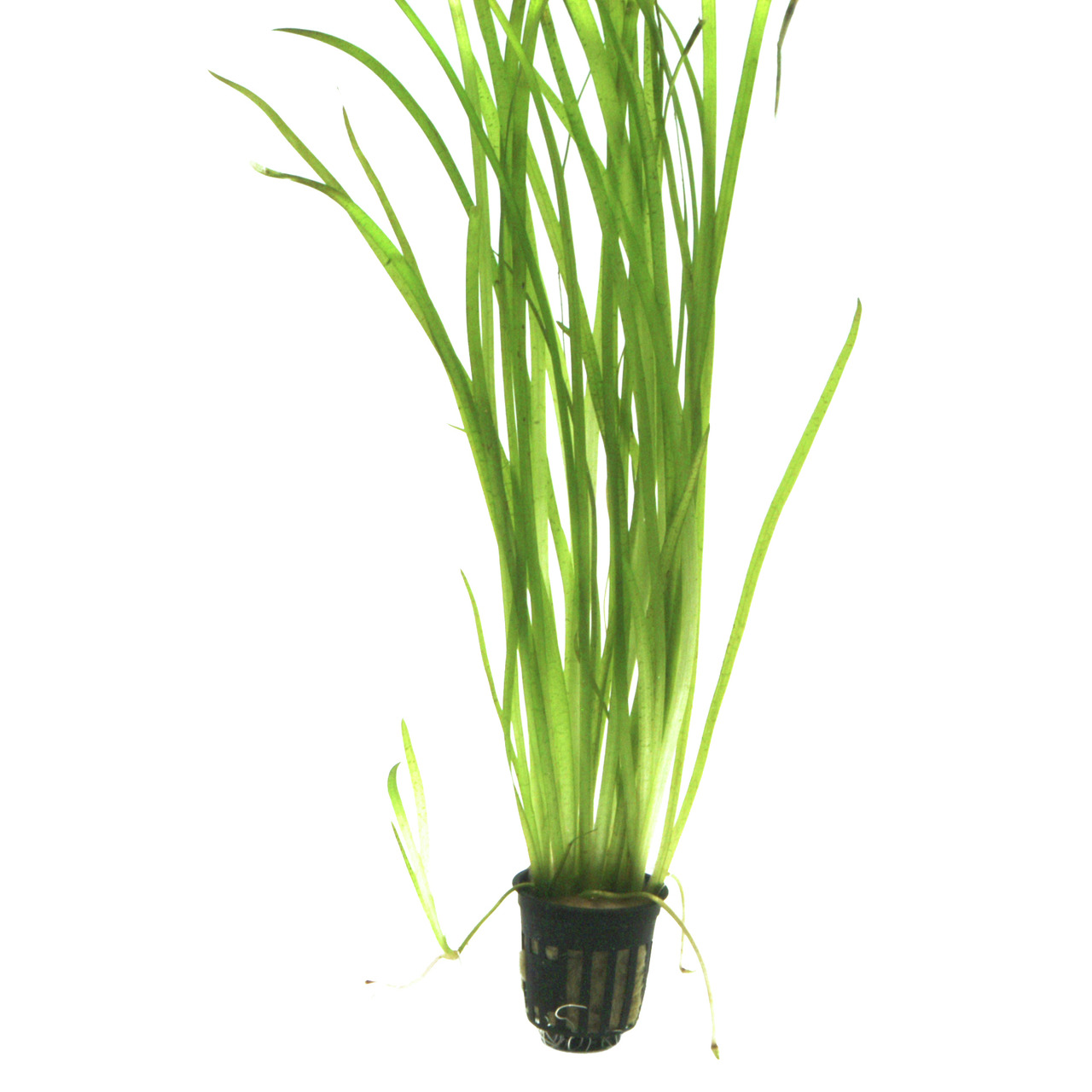 Tropica Wasserpflanze im Kunststofftopf, für Aquarien, dekorativ, verbessert Wasserqualität, lange schmale Blätter, natürliche Optik.