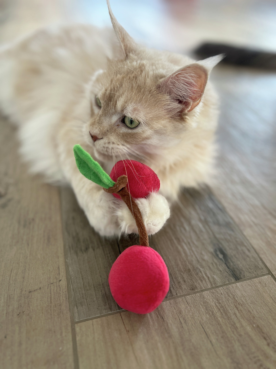 Das Bild zeigt eine cremefarbene Katze, die auf einem Holzboden liegt und ein Katzenspielzeug in Form von roten Kirschen mit grünem Blatt in den Pfoten hält. Es handelt sich um das Produkt „Aumüller Katzenspielzeug Baldrian-Kirschen“, geeignet für Katzen.