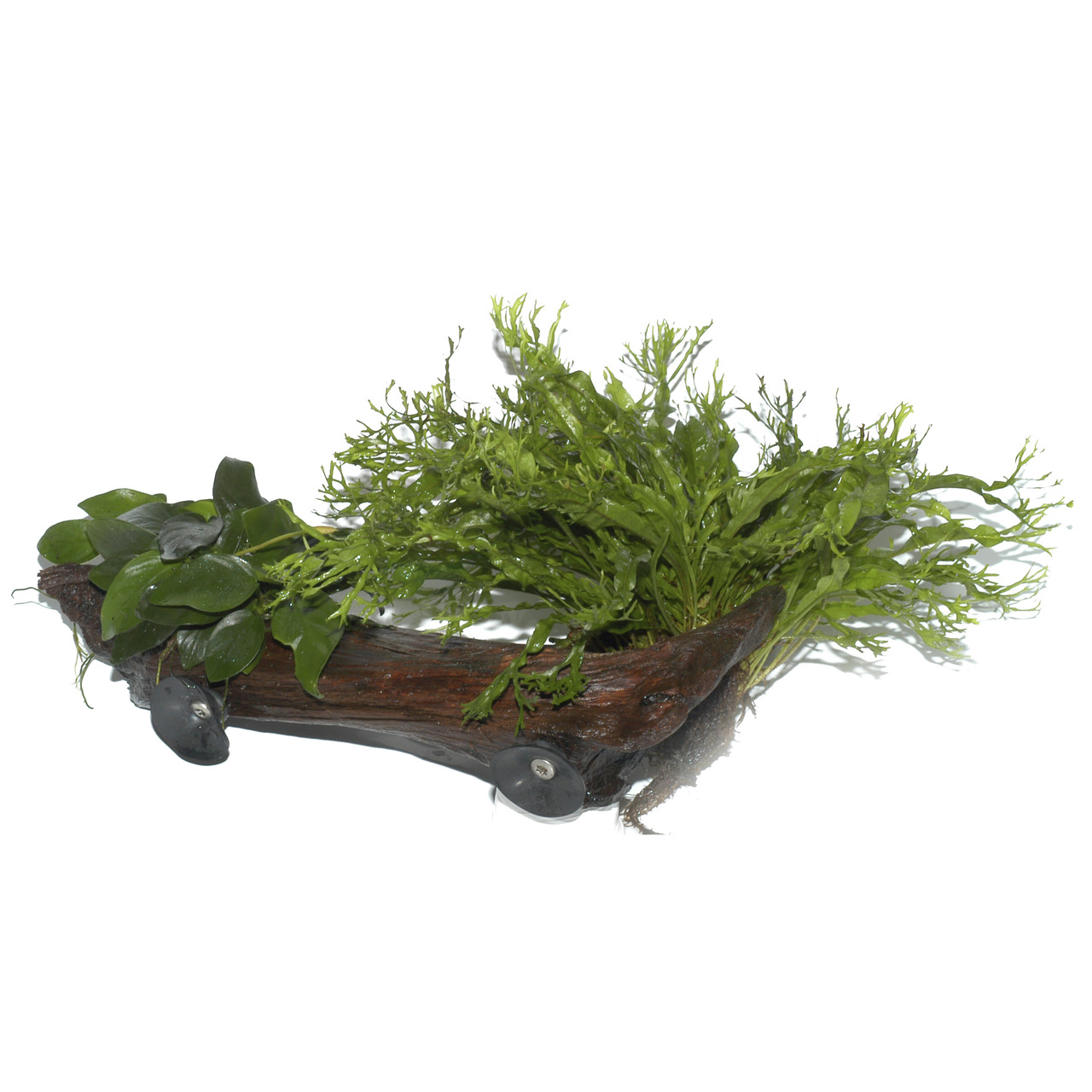 Tropica Aquarium Dekoration, Wurzel mit Anubias & Javafarn, für Aquarienliebhaber, natürliche Optik.