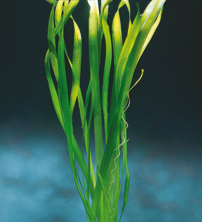 ALOHA Vallisneria australis GIGANTEA