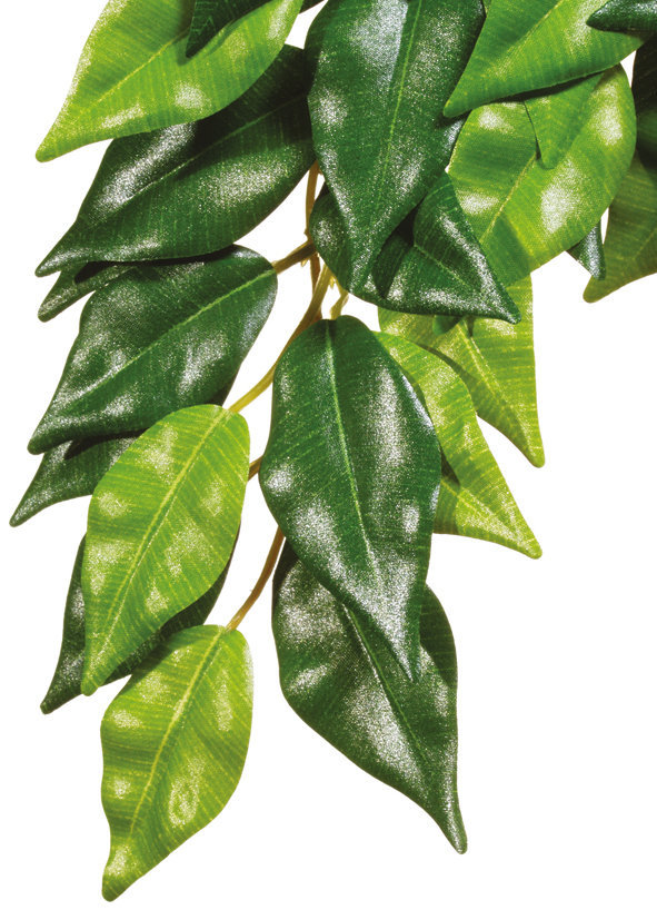 Exo Terra Seidenpflanze Ficus klein