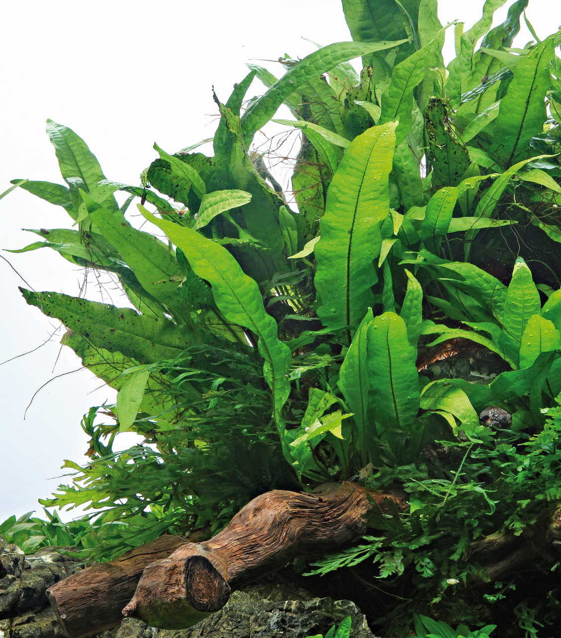 Javafarn (Microsorum pteropus) auf Treibholz, ideal für Aquarien, leuchtend grüne Blätter, natürliche Optik.