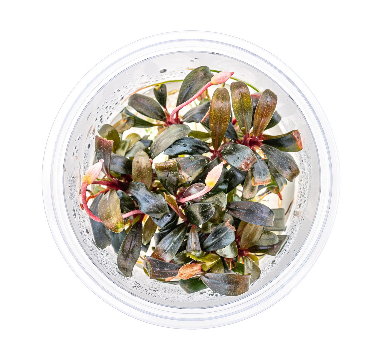 ALOHA Wasserpflanze für Aquarien, dunkelgrüne Blätter mit rötlichen Akzenten, in Feuchtdose zur Frischebewahrung.