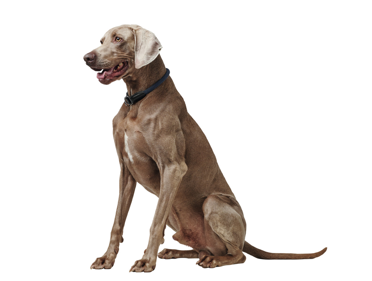 HUNTER Halsband, für mittelgroße/große Hunde, Komfort & Sicherheit, stilvoll, für Hundebesitzer mit Anspruch.