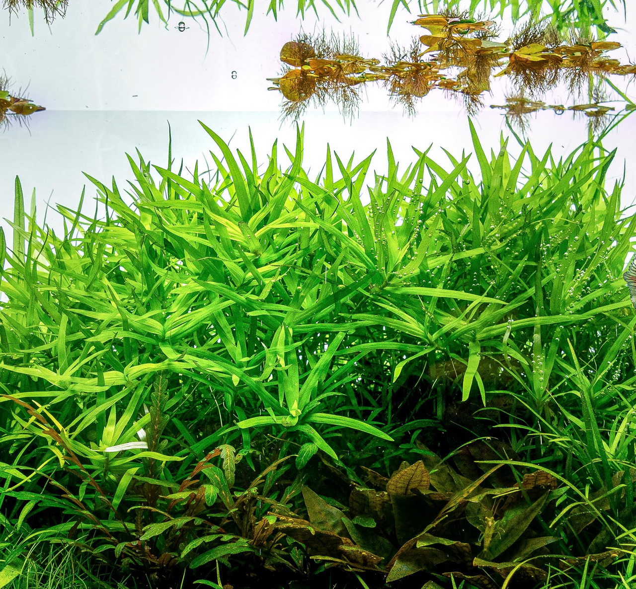 Üppige Unterwasserlandschaft mit Vallisneria, ideal für Aquarienliebhaber. Klarer Tank, ruhige Oberfläche, lebendiges Ambiente.