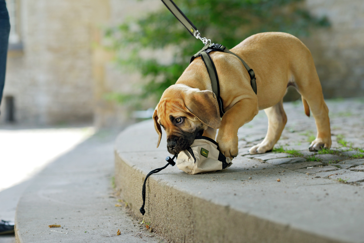 HUNTER Leckerlibeutel, beige, mit grünem Logo & schwarzer Kordel, für Hunde.