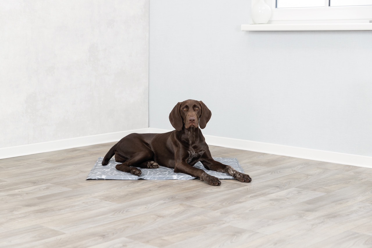 TRIXIE Kühlmatte für Hunde, grau, rechteckig, mit Muster, ideal für heiße Tage, angenehme Kühlung, für Hunde aller Größen.