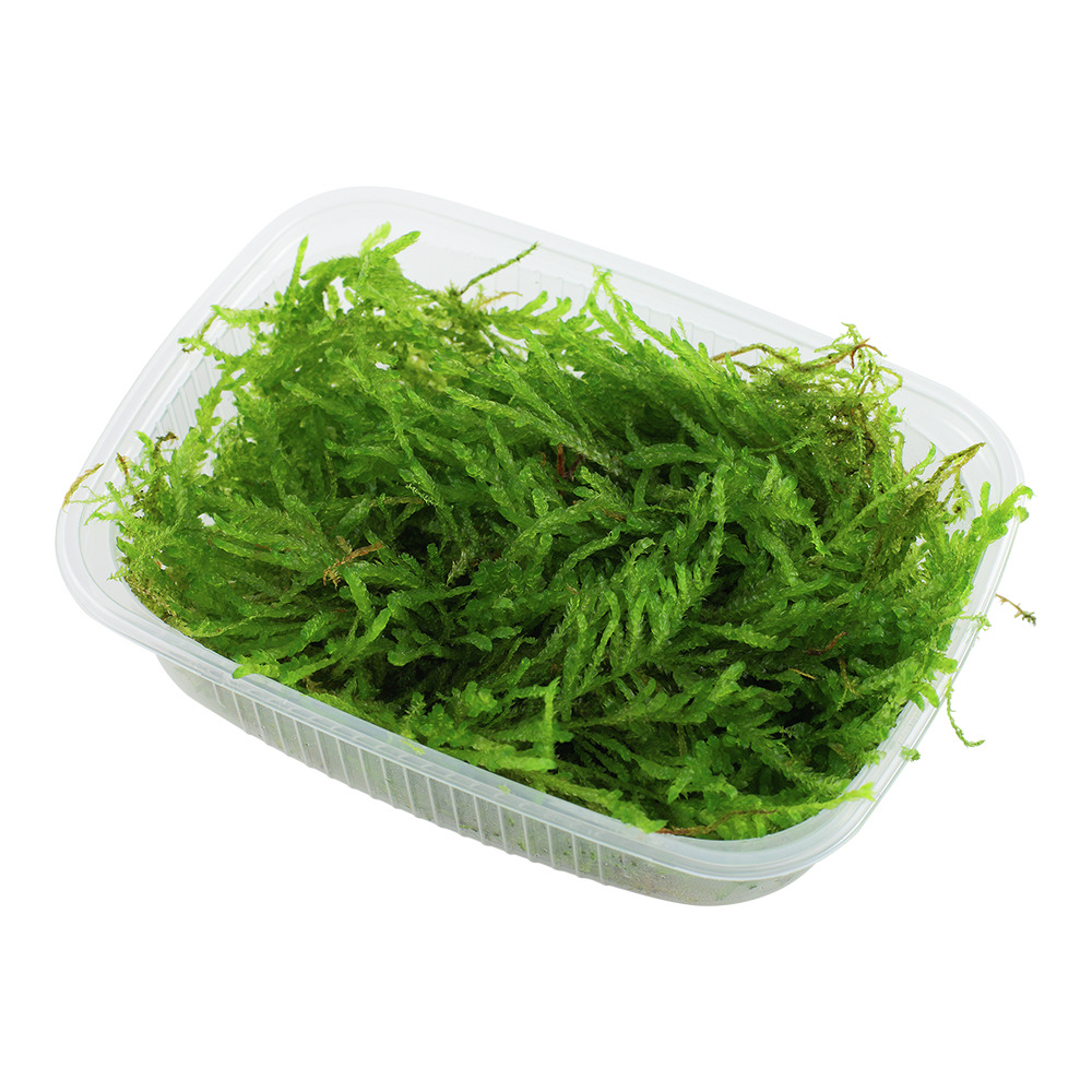 Tropica Javamoos, für Aquarienliebhaber, dekorative Pflanze für Süßwasseraquarien, leuchtend grün, feine Struktur, rechteckiger Behälter.