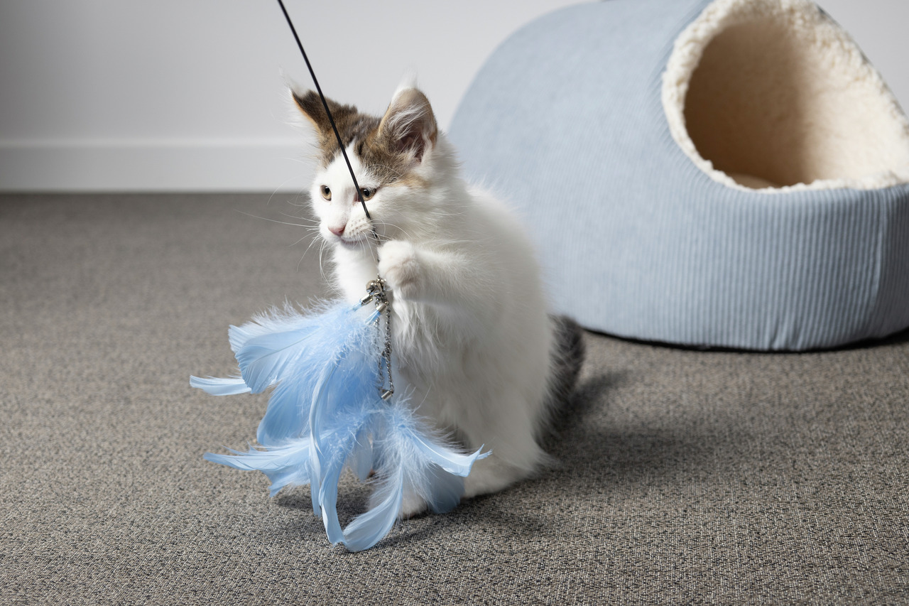 Flamingo Katzenspielzeug, blaue Federn & schwarze Schnur, für Katzen, fördert Spiel & Bewegung.